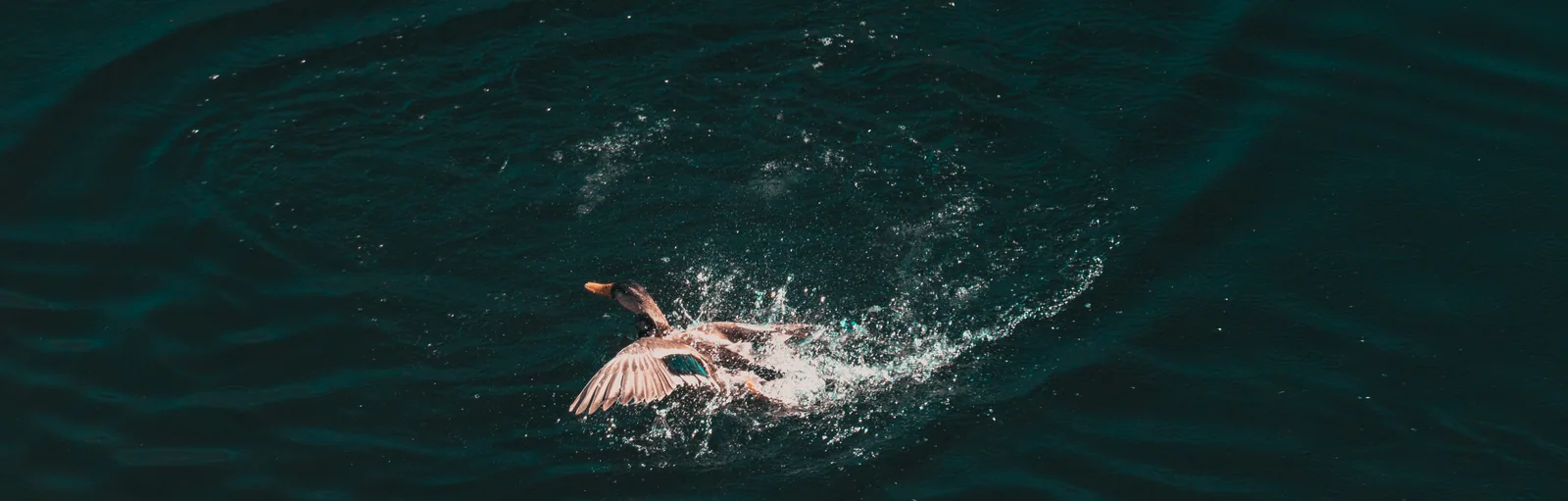 A white swan beats its wings and throws up spray across a wide expanse of dark teal water.